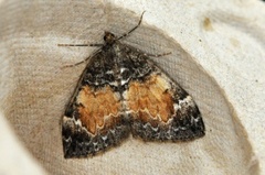 Common Marbled Carpet (Dysstroma truncata)