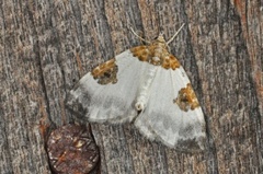 Blue-bordered Carpet (Plemyria rubiginata)