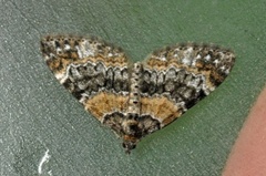 Barred Carpet (Martania taeniata)