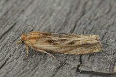 Tistelengvikler (Eucosma cana)