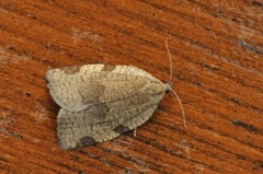 Large Ivy Tortrix (Lozotaenia forsterana)