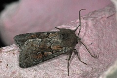 Northern Dart (Xestia alpicola)