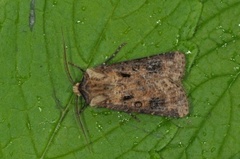 Brunpudret jordfly (Agrotis clavis)