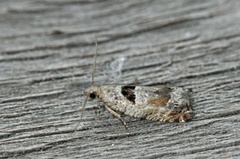 Small Birch Bell (Epinotia ramella)