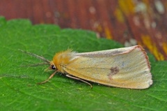 Clouded Buff (Diacrisia sannio)