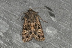 Nettnellikfly (Sideridis reticulata)