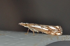 Chequered Grass-veneer (Catoptria falsella)
