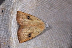 Gult nebbfly (Rivula sericealis)
