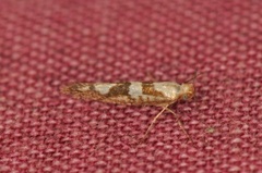 Gold Rowan Argent (Argyresthia sorbiella)