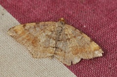 Tawny-barred Angle (Macaria liturata)