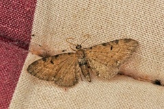 Brun dvergmåler (Eupithecia absinthiata)