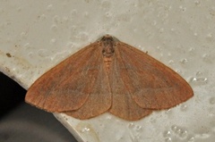 Barred Red (Hylaea fasciaria)