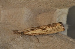 Barred Grass-veneer (Agriphila inquinatella)