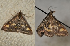 Common Purple & Gold (Pyrausta purpuralis)