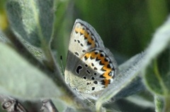 Idas blue (Plebejus idas)
