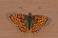 Myrperlemorvinge (Boloria aquilonaris)