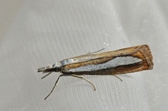 Pearl-band Grass Veneer (Catoptria margaritella)