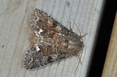 Broom Moth (Ceramica pisi)