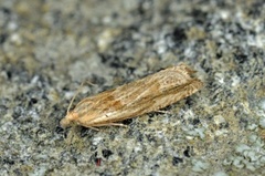 Tistelengvikler (Eucosma cana)