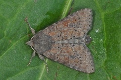 Rødlig løvfly (Parastichtis suspecta)