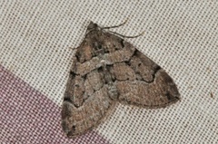 Chestnut-coloured Carpet (Thera cognata)
