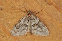 Spruce Carpet (Thera variata)
