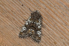 Cameo (Crypsedra gemmea)