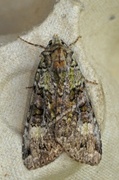 Grønt skogfly (Anaplectoides prasina)