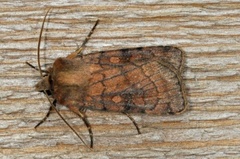 Six-striped Rustic (Xestia sexstrigata)
