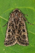 Hvitribbet åkerfly (Tholera decimalis)