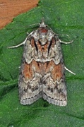 Seljeviklerfly (Nycteola degenerana)
