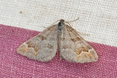 Manchester Treble-bar (Carsia sororiata)
