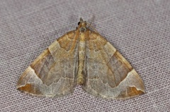 The Chevron (Eulithis testata)