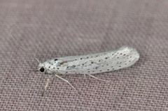 Bird-cherry Ermine (Yponomeuta evonymella)