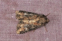 Grasengfly (Mesapamea)