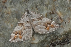 Manchester Treble-bar (Carsia sororiata)