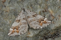 Tranebærmåler (Carsia sororiata)