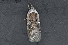 Exaeretia ciniflonella