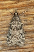 Ground-moss Grey (Eudonia truncicolella)