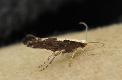 Argyresthia pulchella