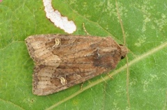 Brunt sumpfly (Helotropha leucostigma)