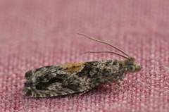 Raklekveldvikler (Epinotia nisella)