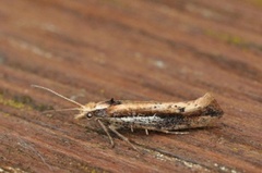 White-shouldered Smudge (Ypsolopha parenthesella)