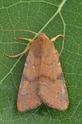 Flounced Chestnut (Agrochola helvola)