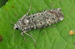 Grønt langvingefly (Actebia praecox)