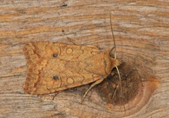 Bølgelinjet høstfly (Agrochola circellaris)