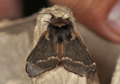 December Moth (Poecilocampa populi)