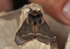 Høstspinner (Poecilocampa populi)