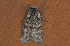 Softly's Shoulder-knot (Lithophane consocia)
