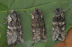 Softly's Shoulder-knot (Lithophane consocia)